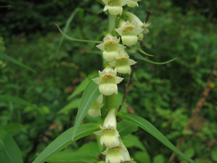 Digitalis lutea